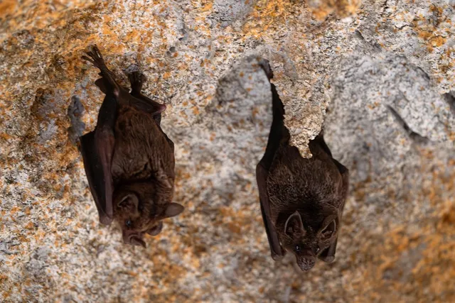 minimalistic tribal bats 1680x1050 wallpaper Art HD Wallpaper